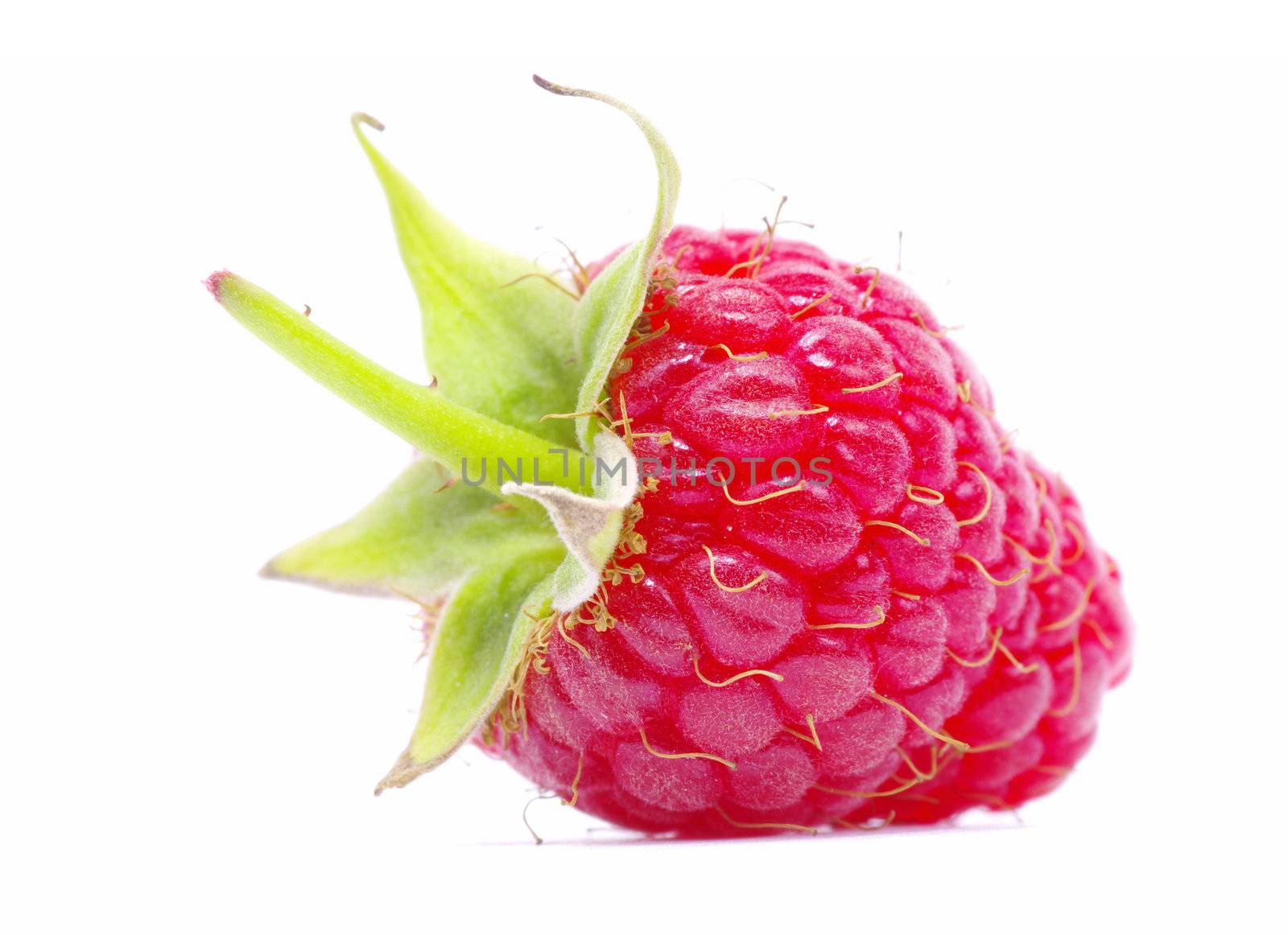 fresh raspberry closeup isolated on white background