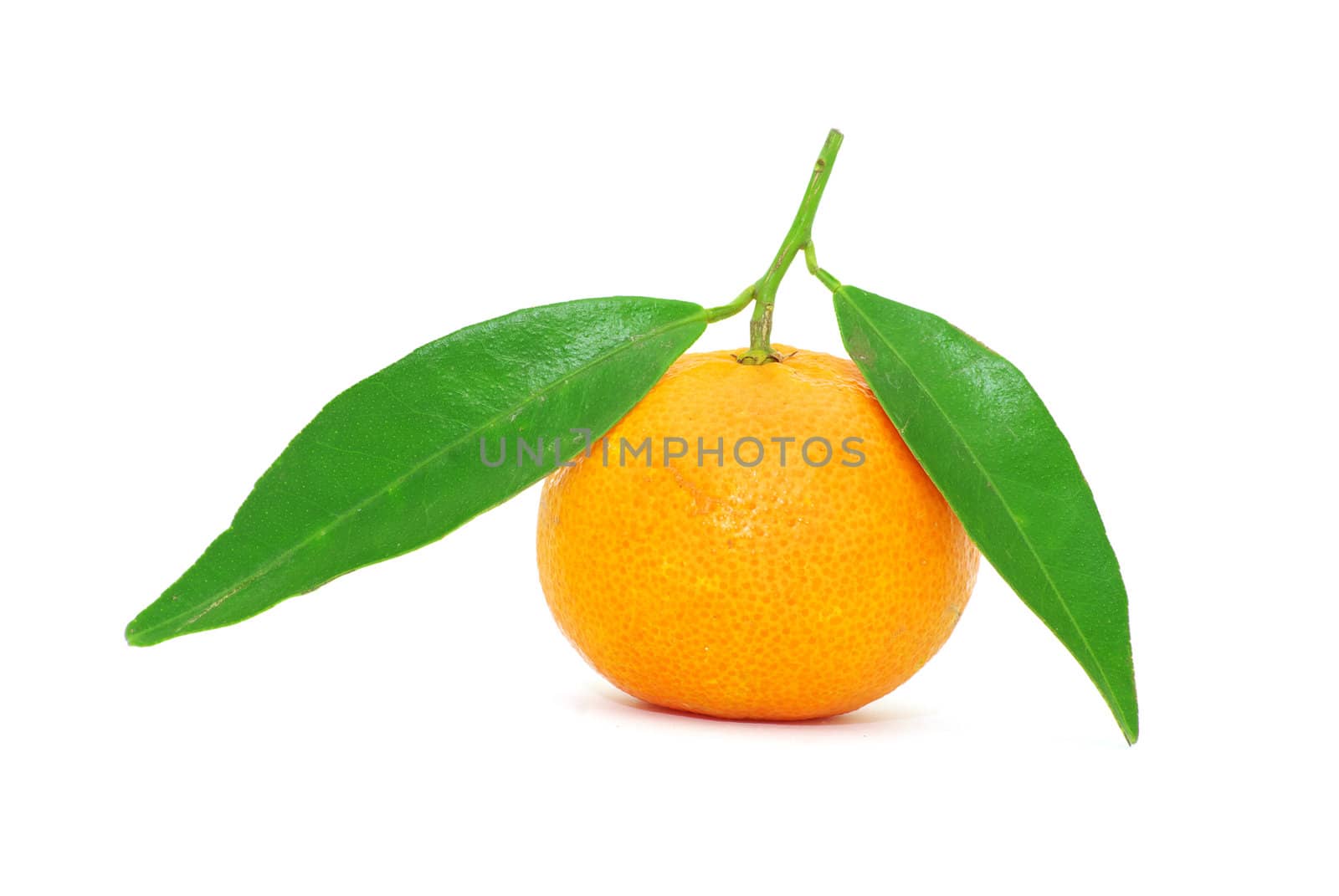  tangerine isolated on a white background