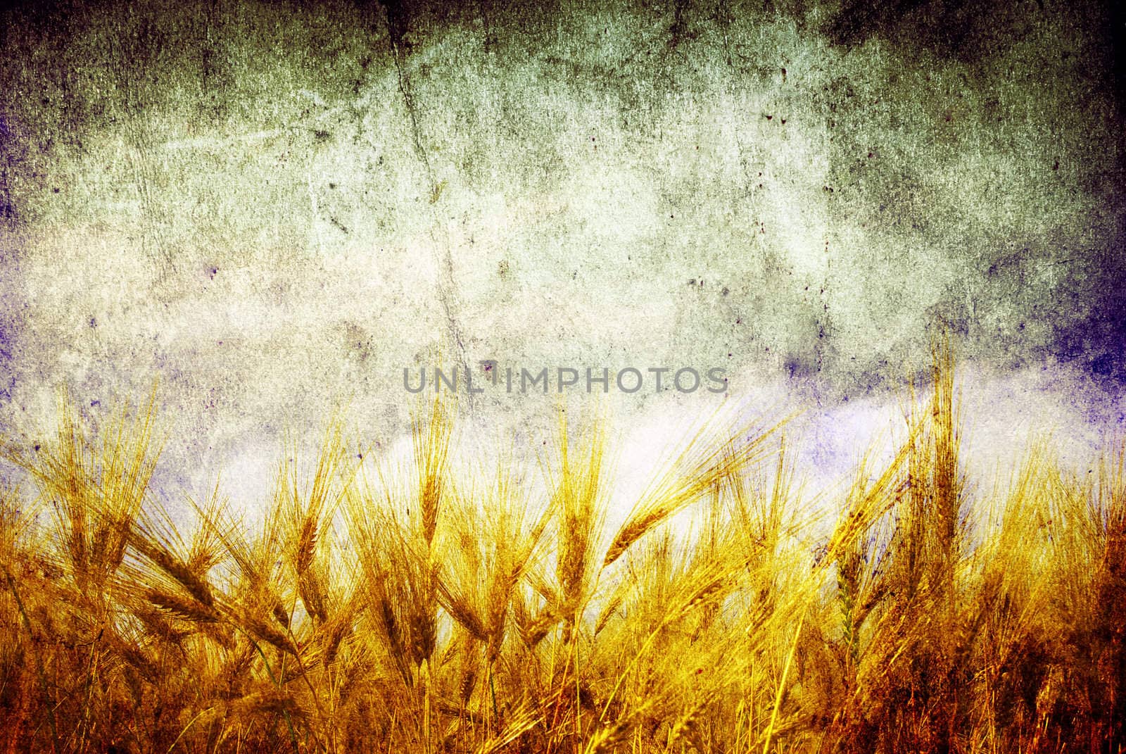 Wheat ears against the blue  sky