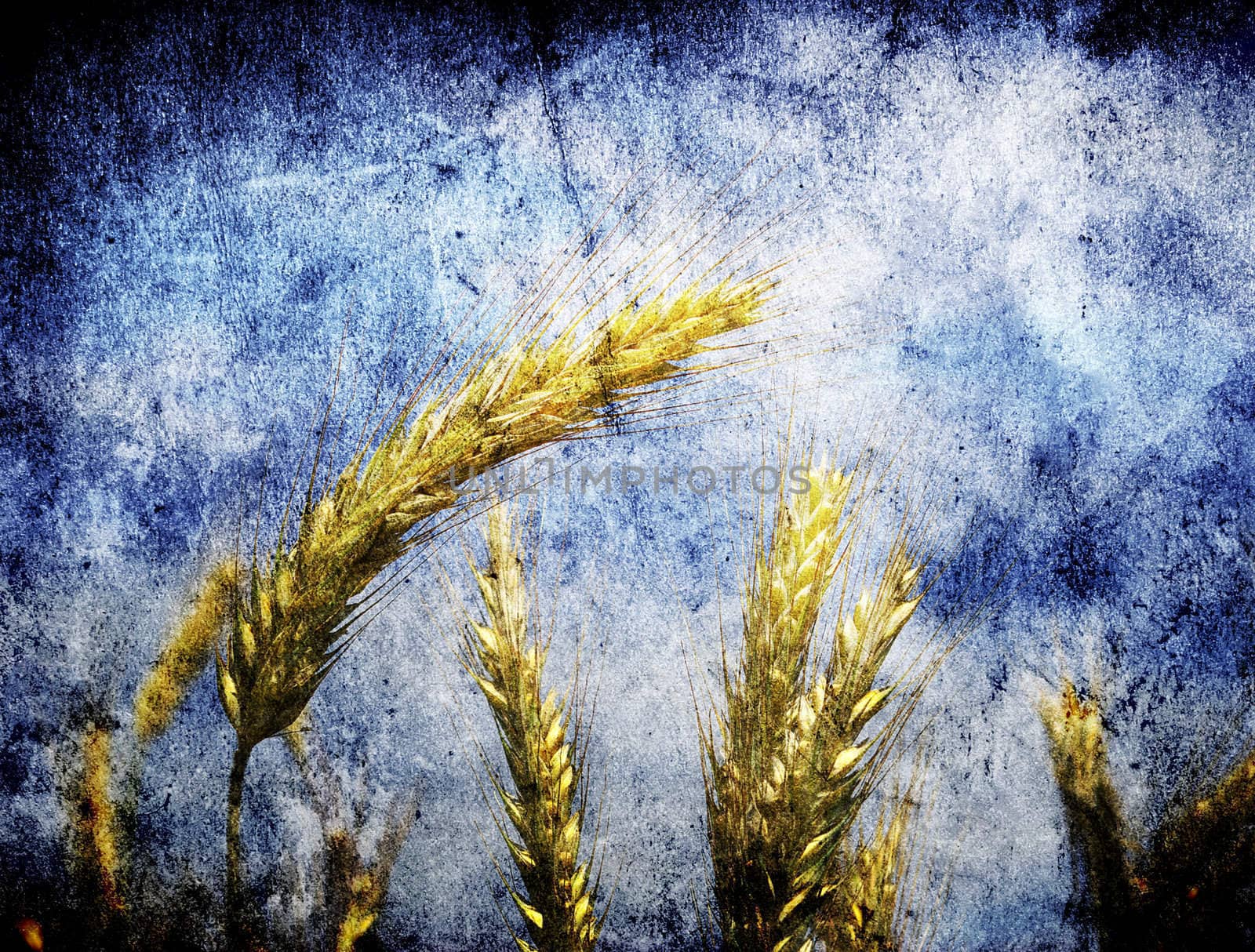 Wheat ears against the blue  sky