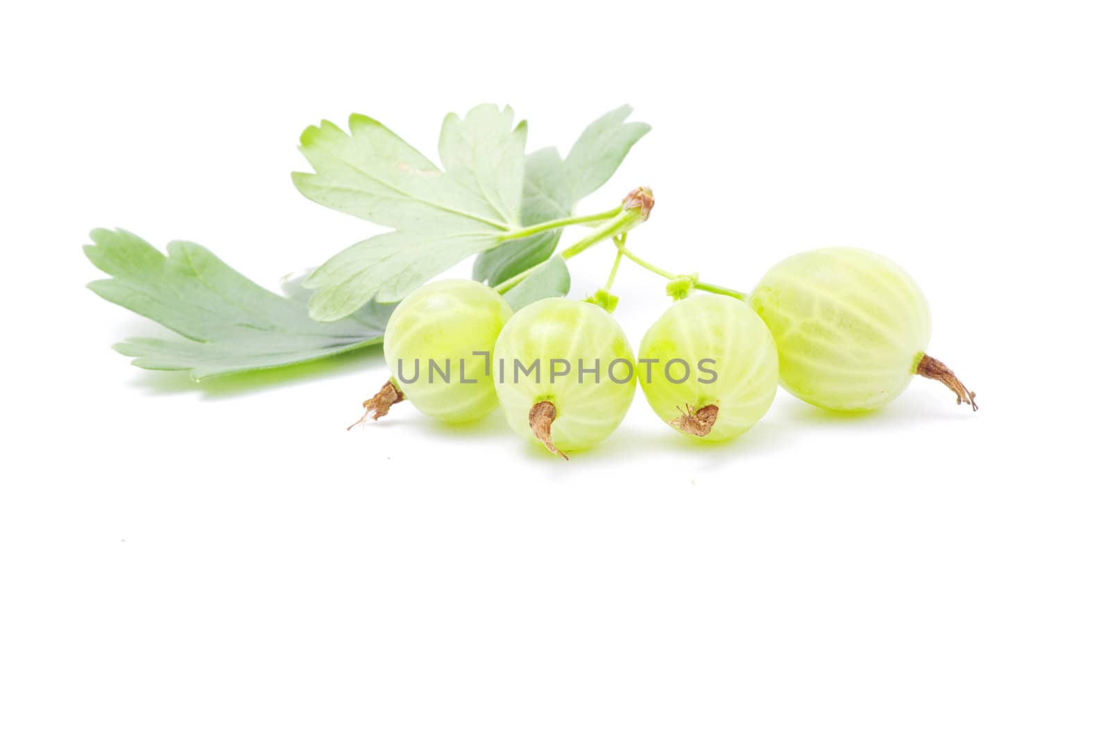 Green gooseberry fruit on white