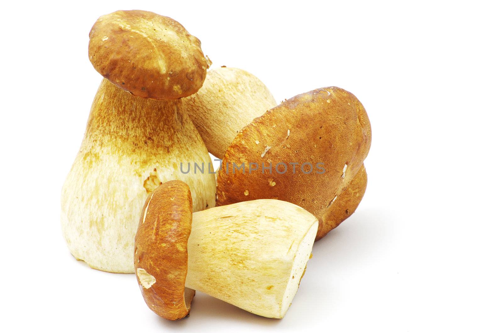 boletus edulis mushrooms on over white background