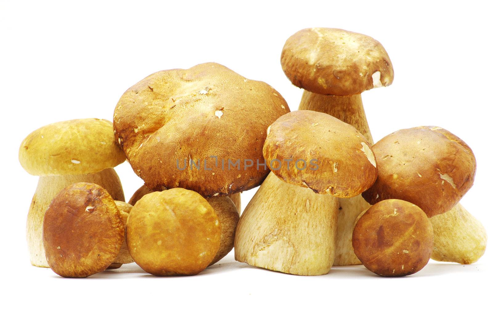 boletus edulis mushrooms on over white background