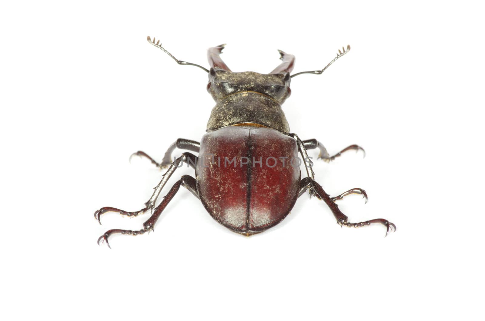 Stag beetle on the white background