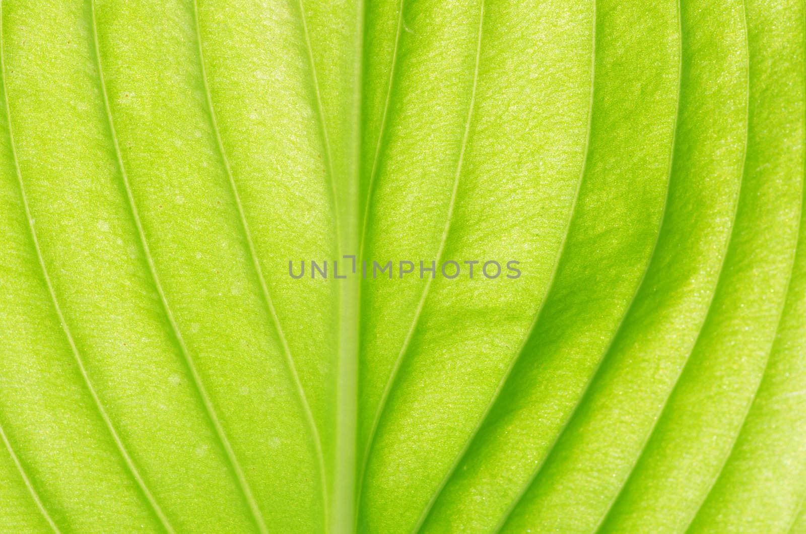 structure of leaf natural background