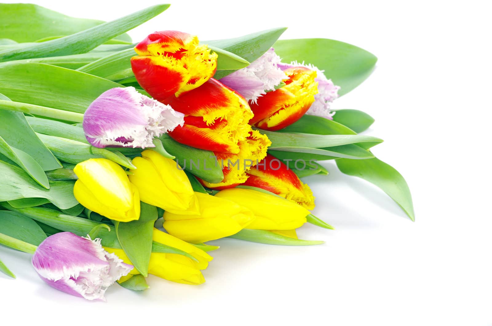 bouquet of the tulips on white background