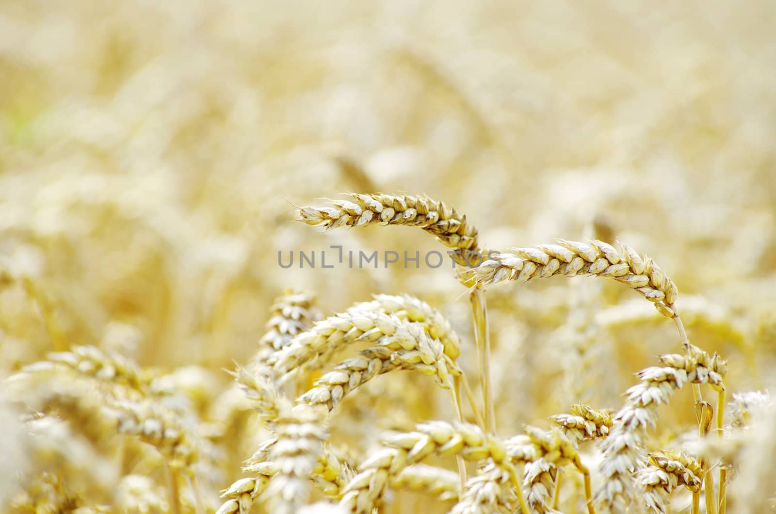 golden wheat field in summer