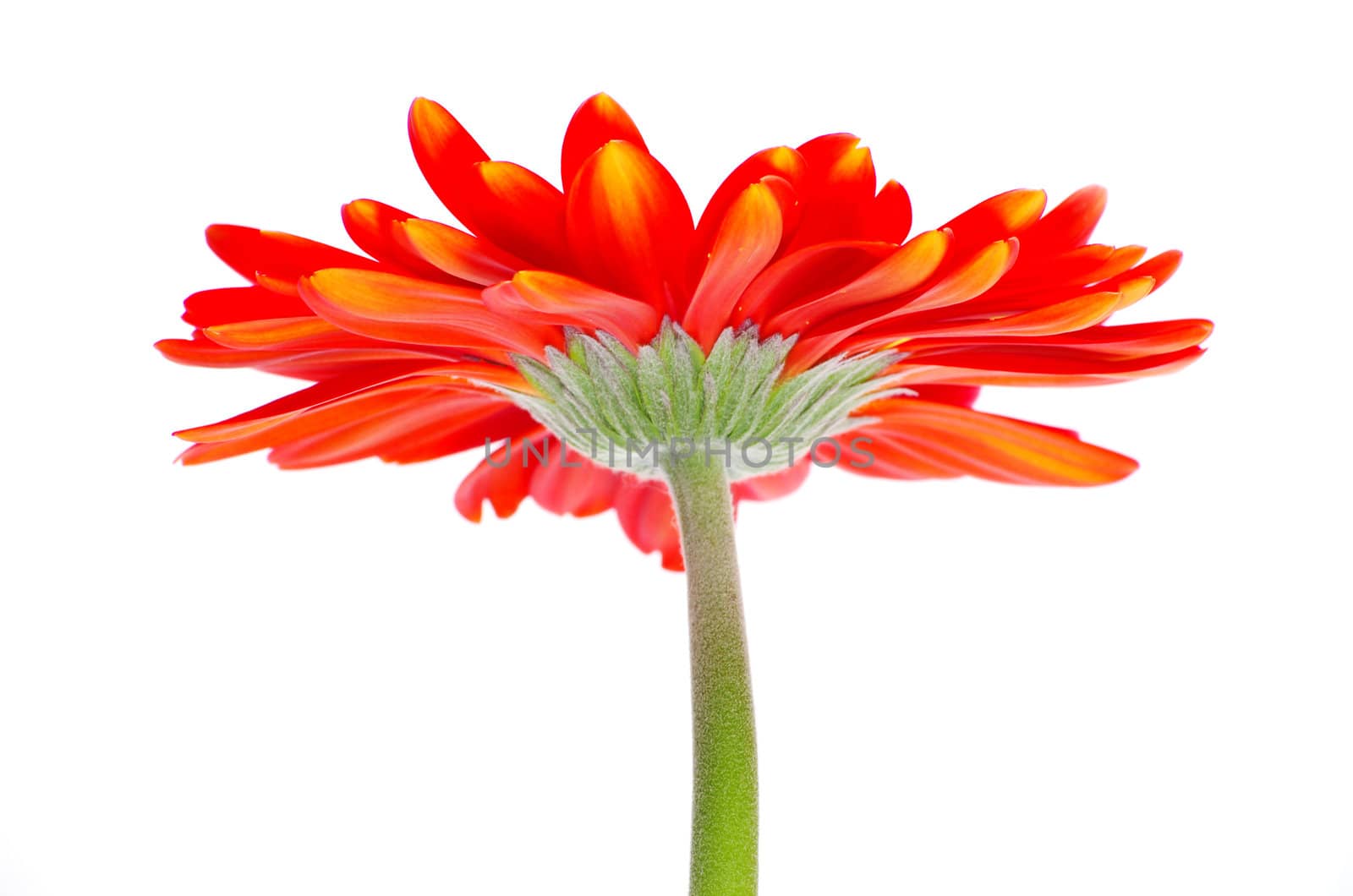 red gerbera flower closeup on white background