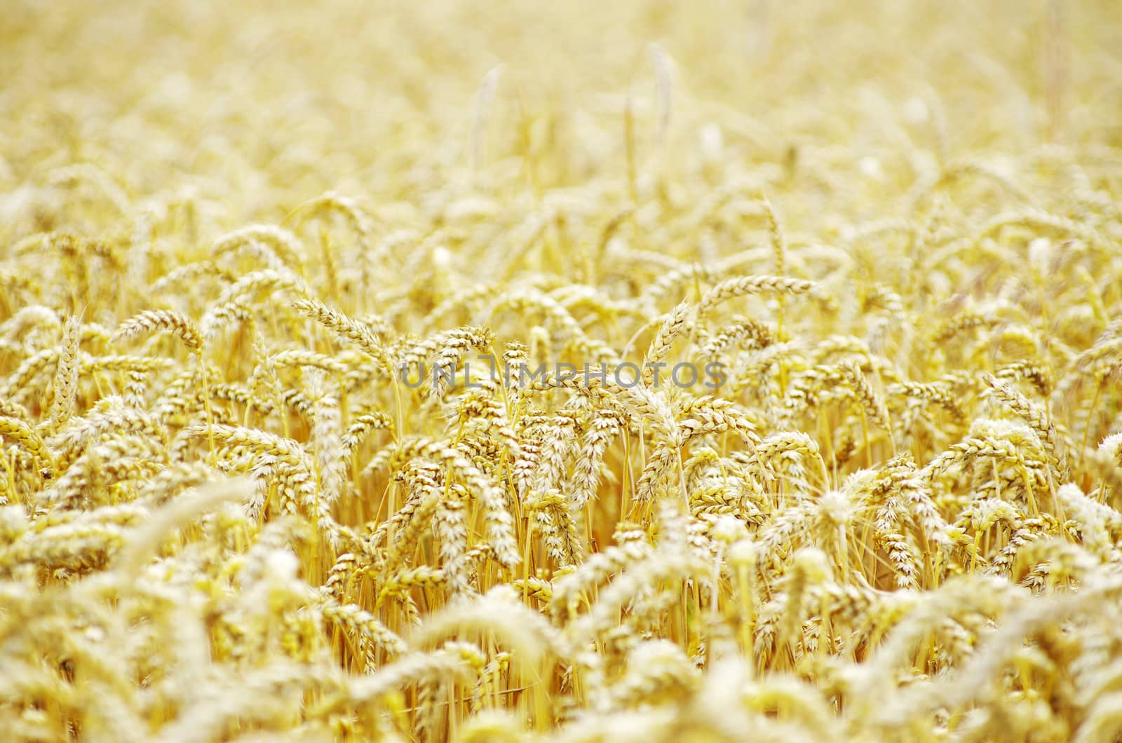 golden wheat field in summer