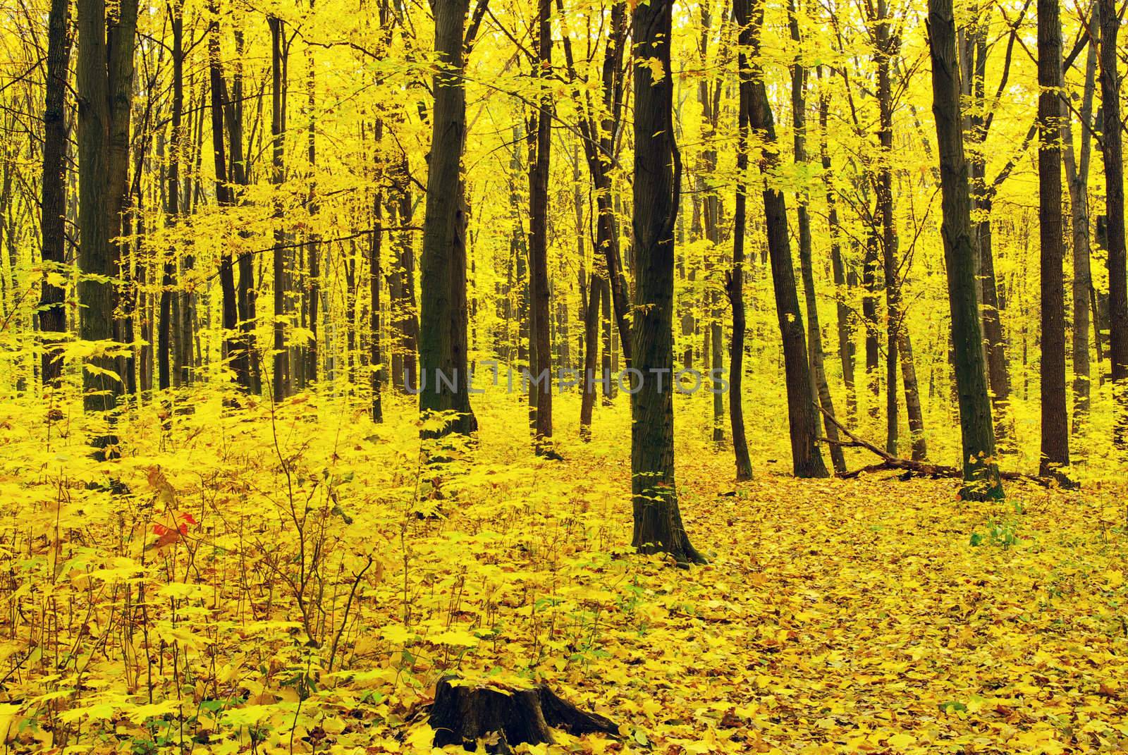 autumn forest   by Pakhnyushchyy