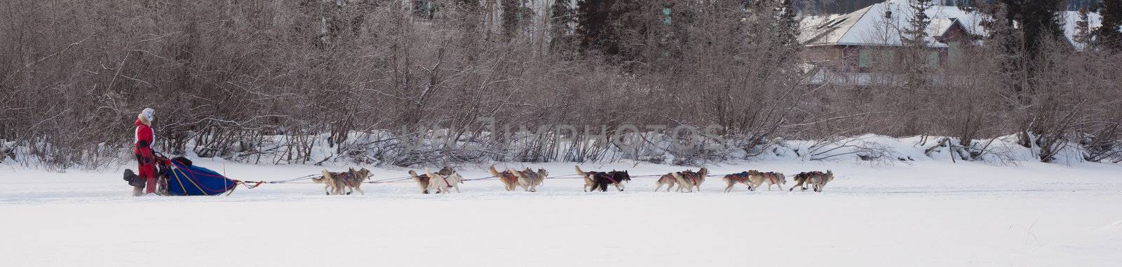 Enthusiastic team of dogs in a dog sledding race.