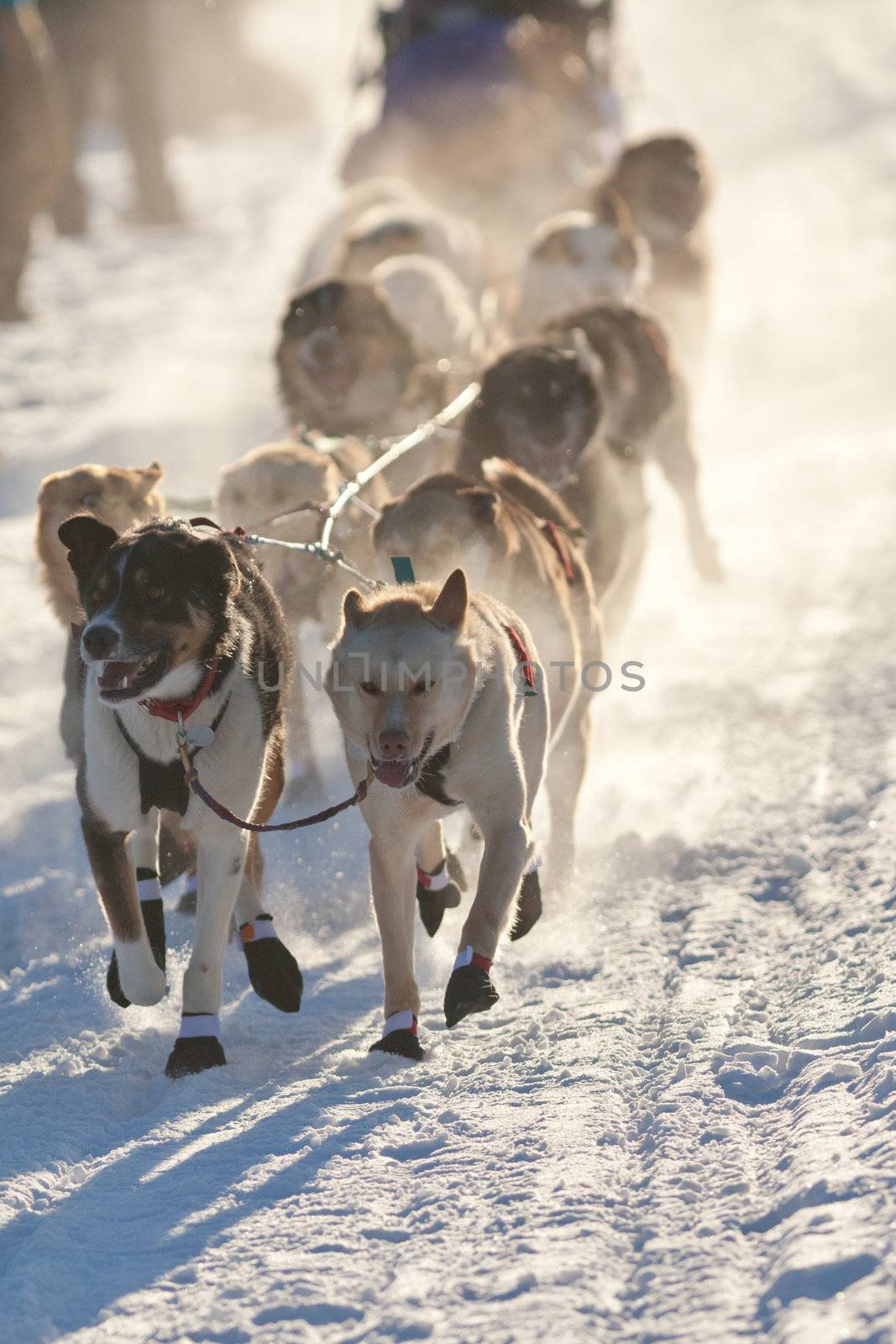 Team of enthusiastic sled dogs pulling hard to win the sledding race.