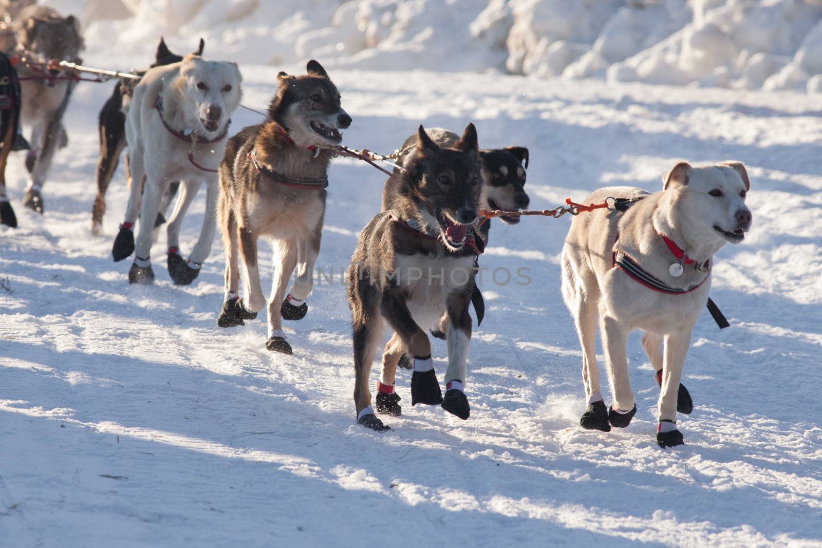 Team of enthusiastic sled dogs pulling hard to win the sledding race.