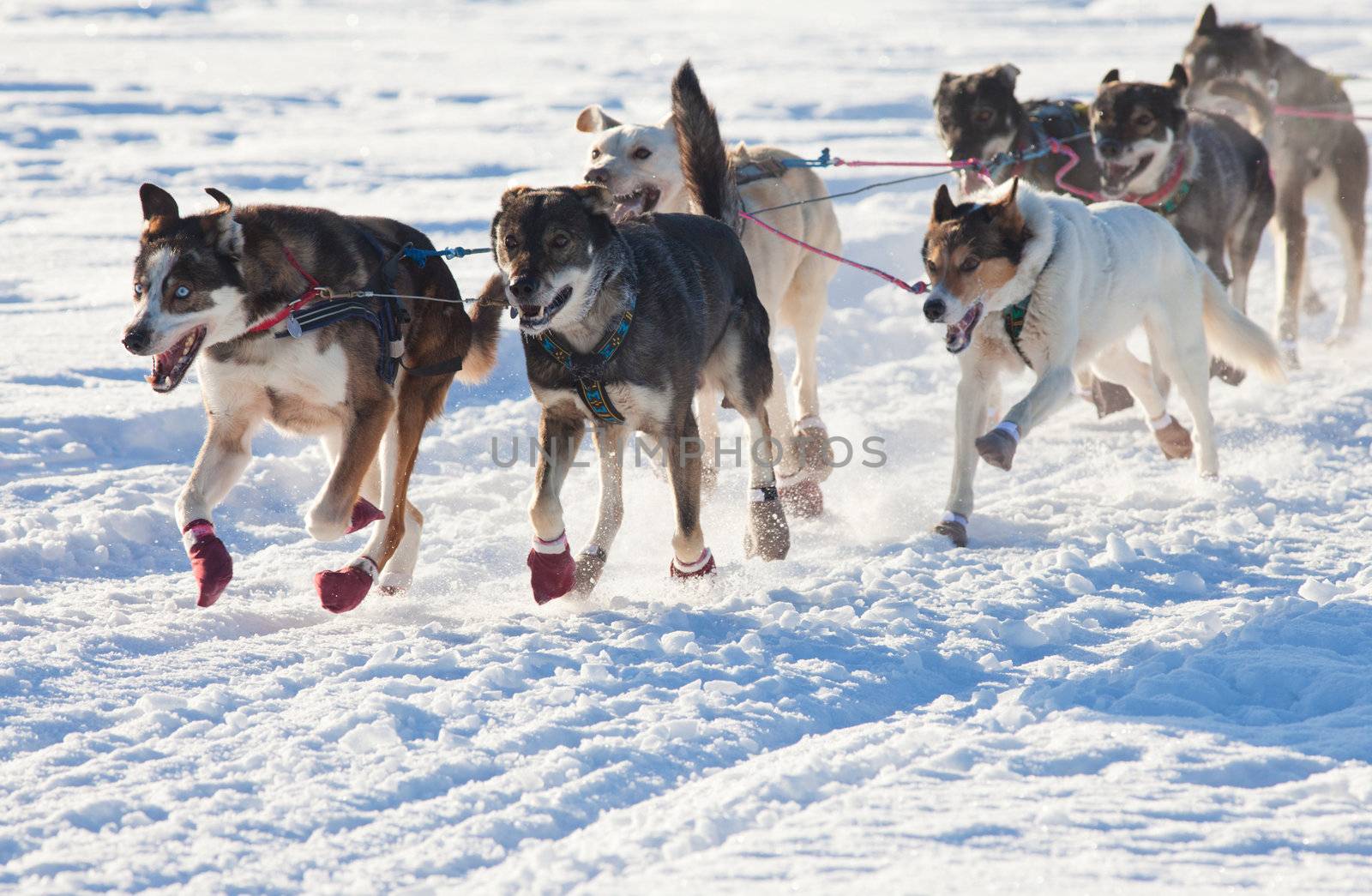 Team of enthusiastic sled dogs pulling hard to win the sledding race.