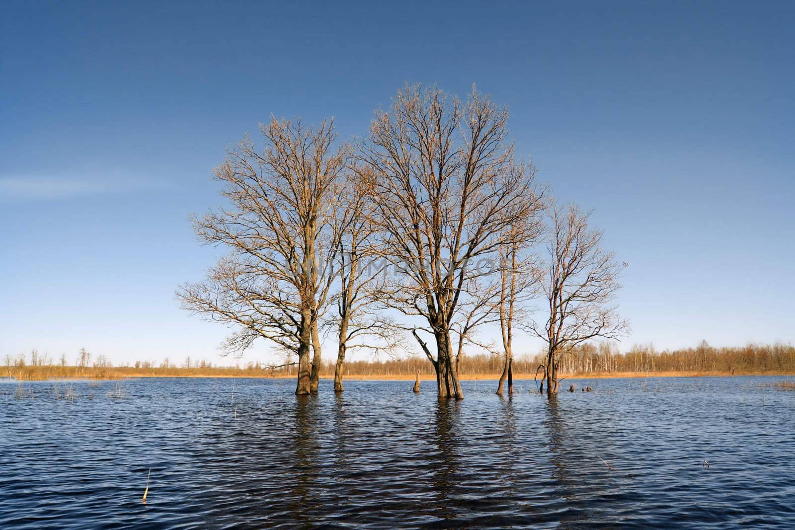 tree in water