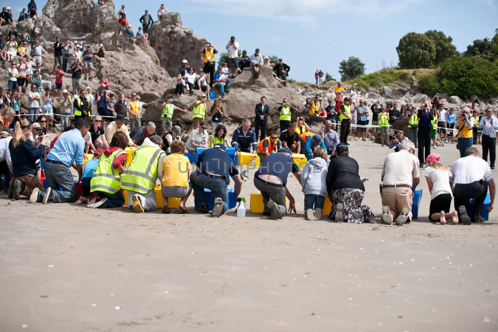 Tauranga, New Zealand - November 22, 2011: Members of WWF Response team, dignitories and public crouch by the boxes of penguins and start the release. The penguins were oiled following the wrecking of the ship Rena off the coast of Tauranga.