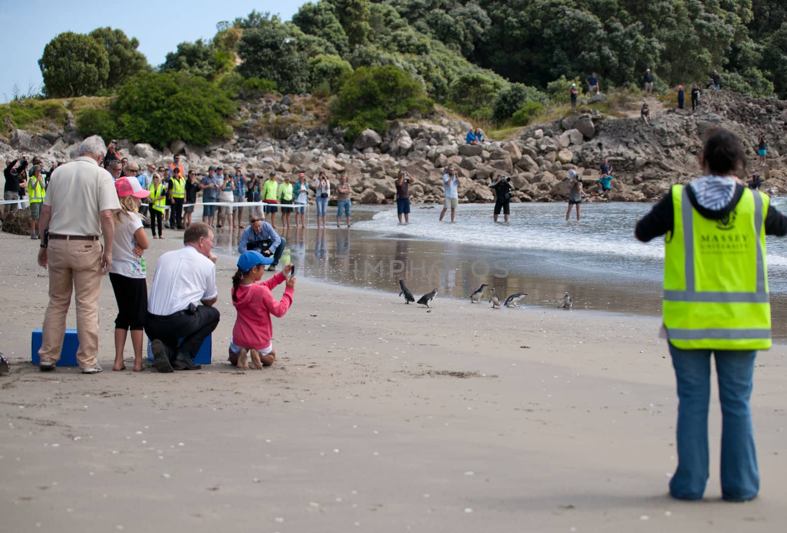 Penguin release watched by crowd. by brians101
