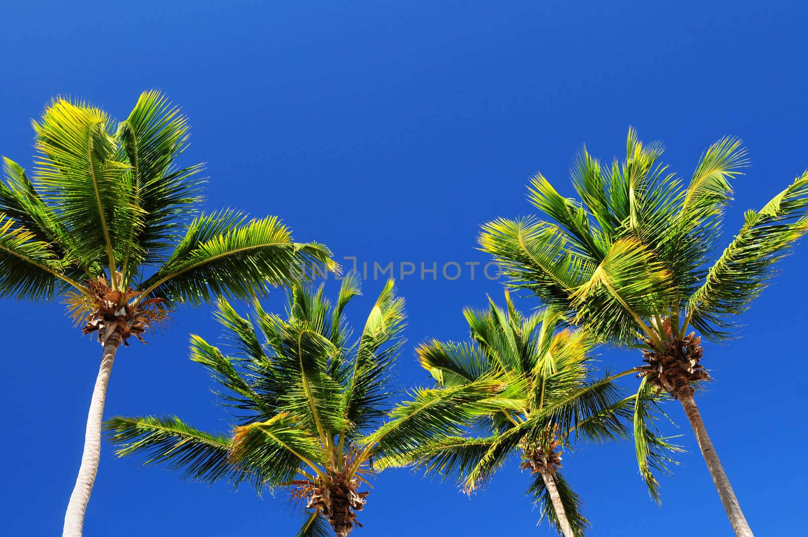 Background of bright blue sky with sunny palm tree tops