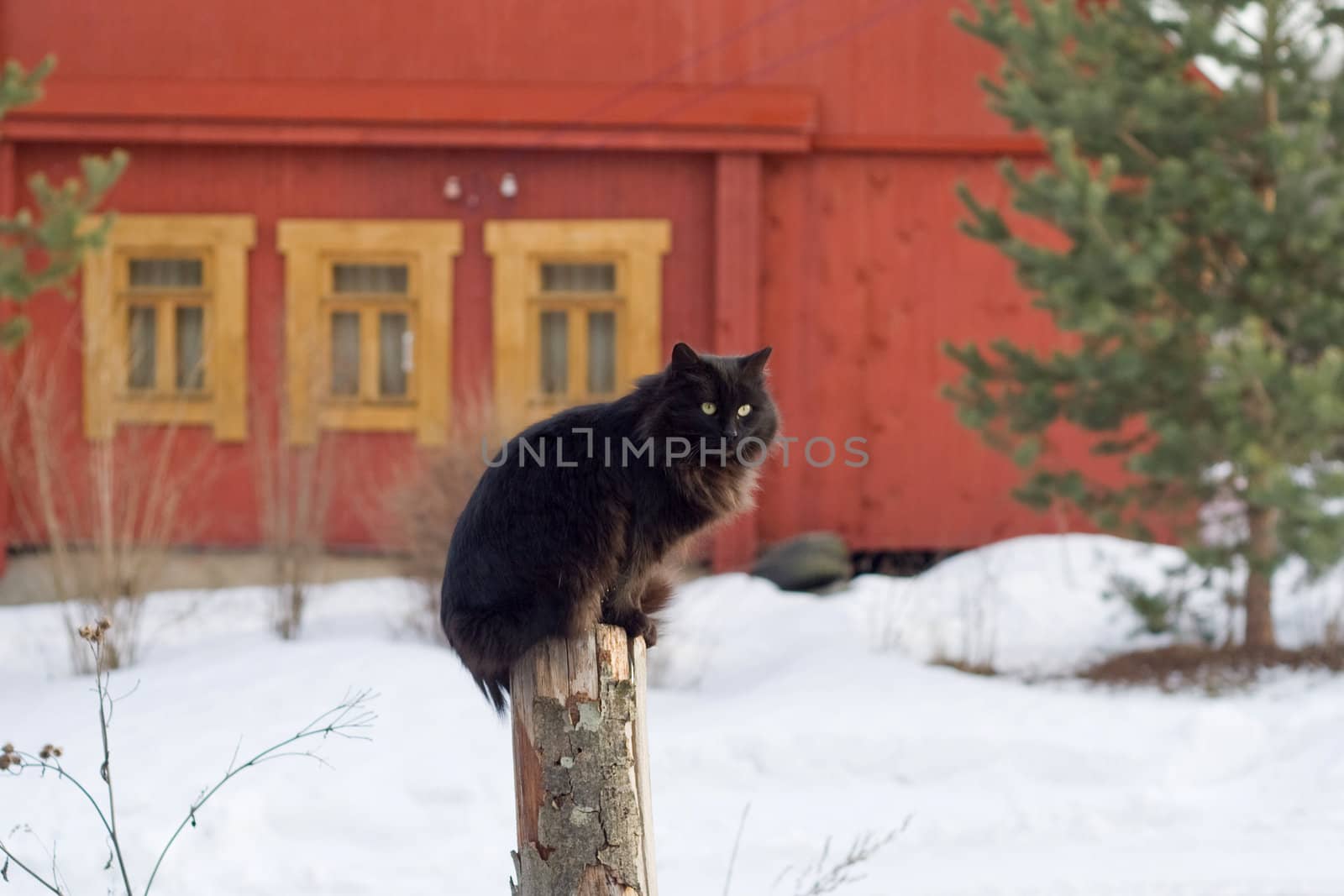 Black cat sitting on post by foaloce