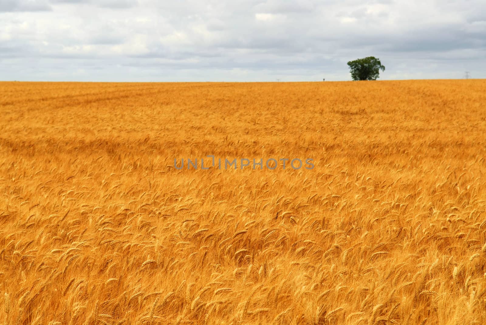 Agricultural landscape of golden wheat growing in a farm field