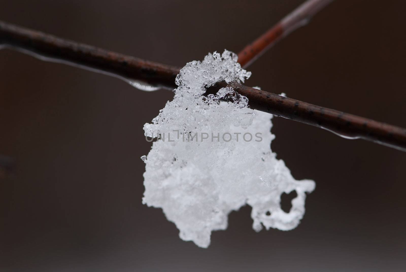 Melting snow hanging on a tree branch in winter