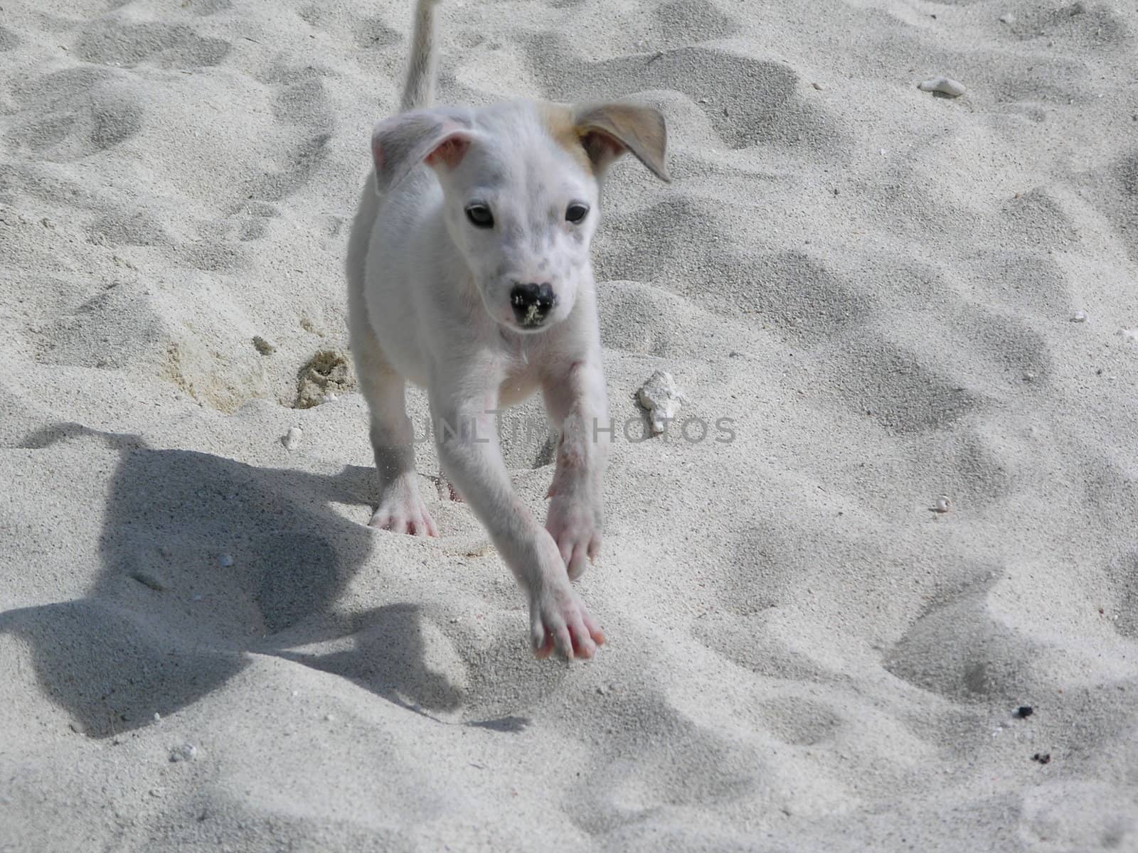 dog on the beach by mitek55