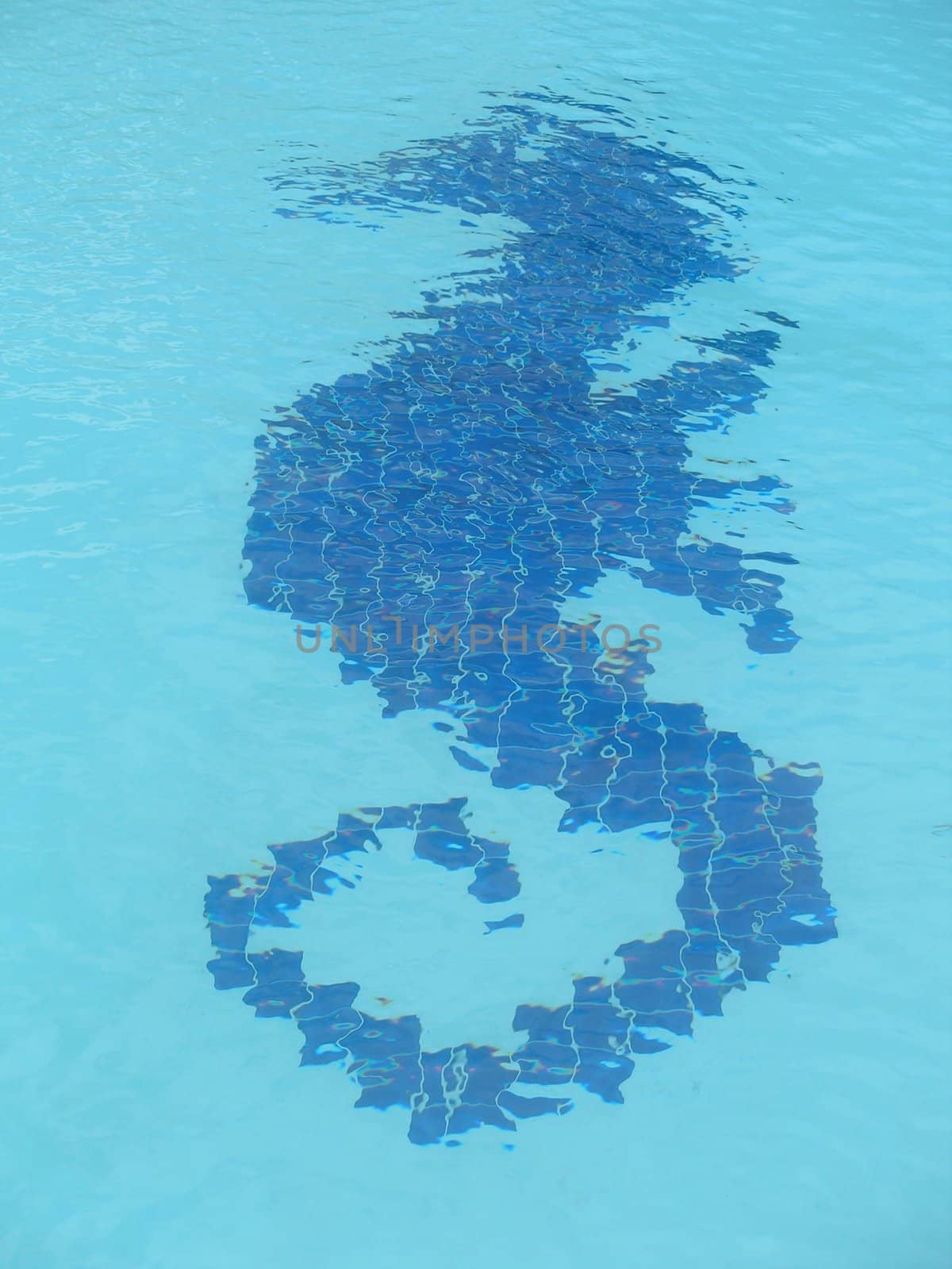 seahorse in the pool