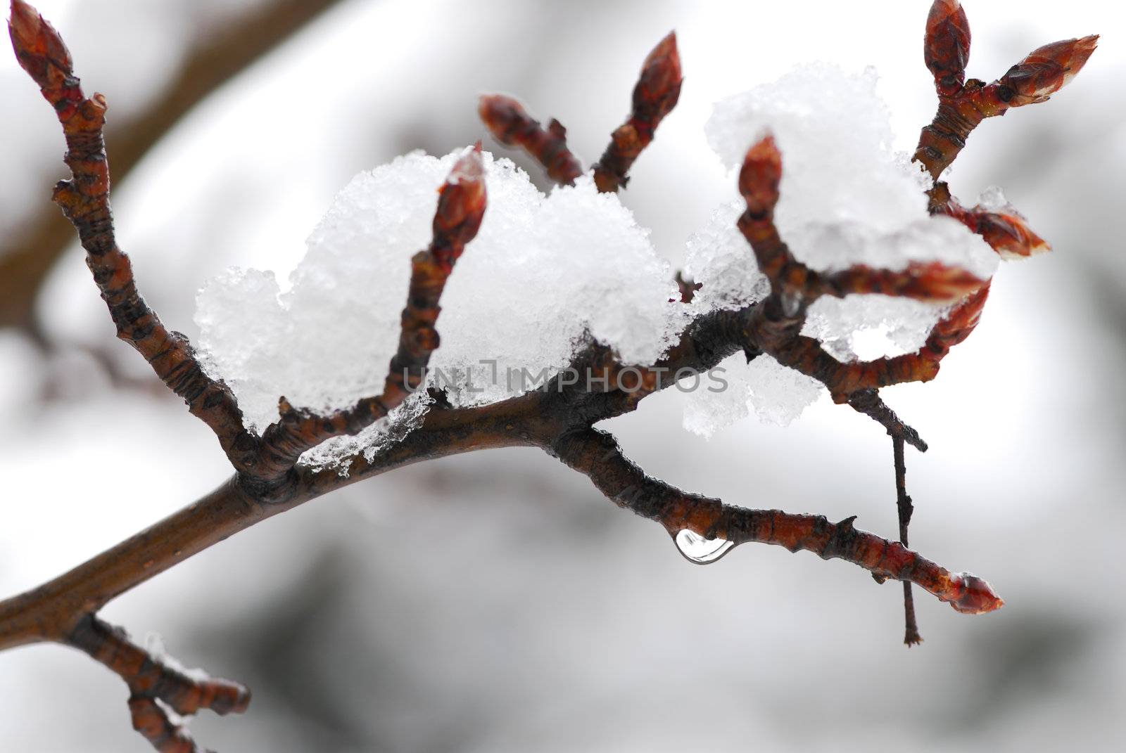 Snow covered tree branch in winter park, closeup