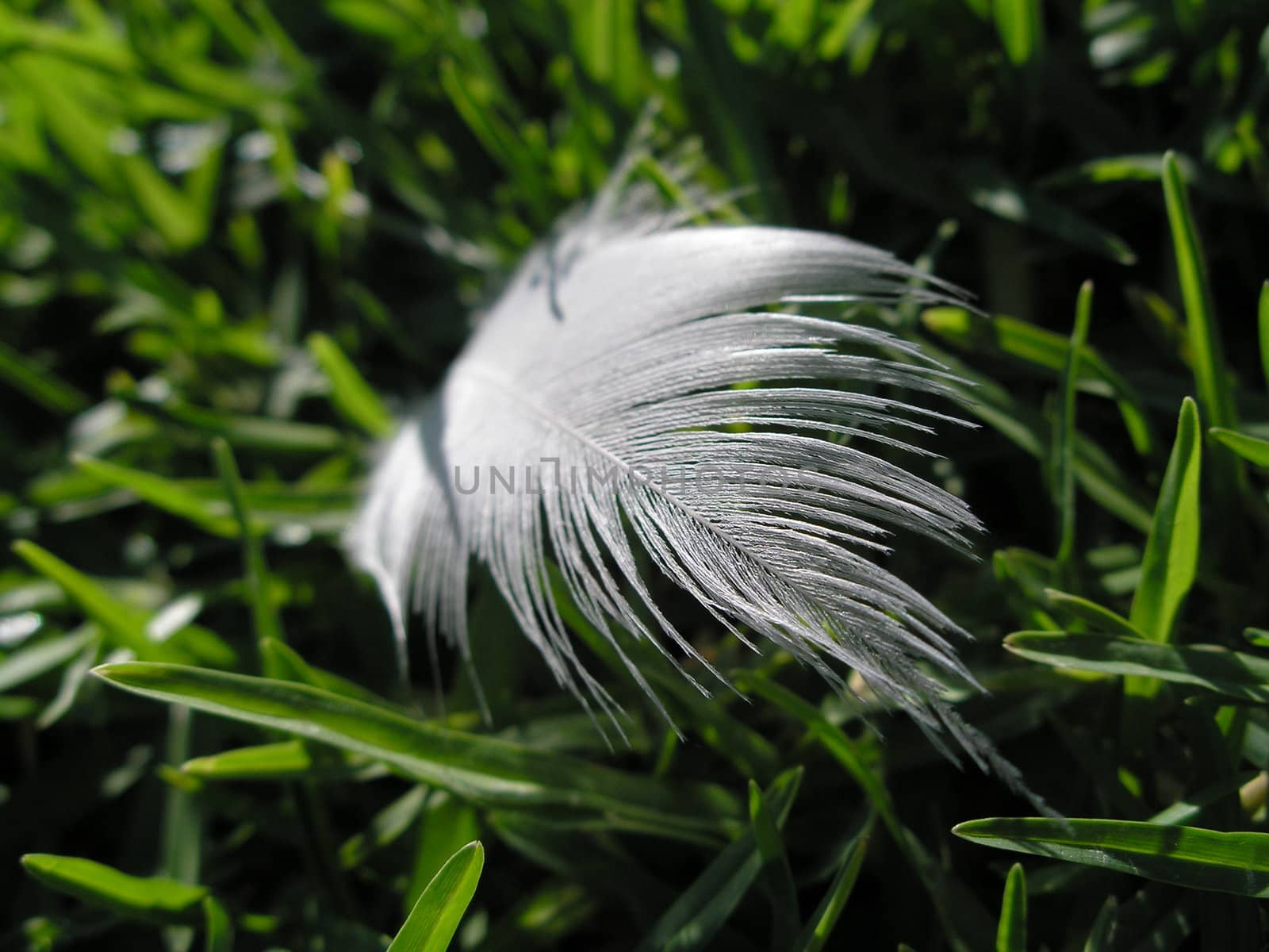 Feather in the grass by mitek55