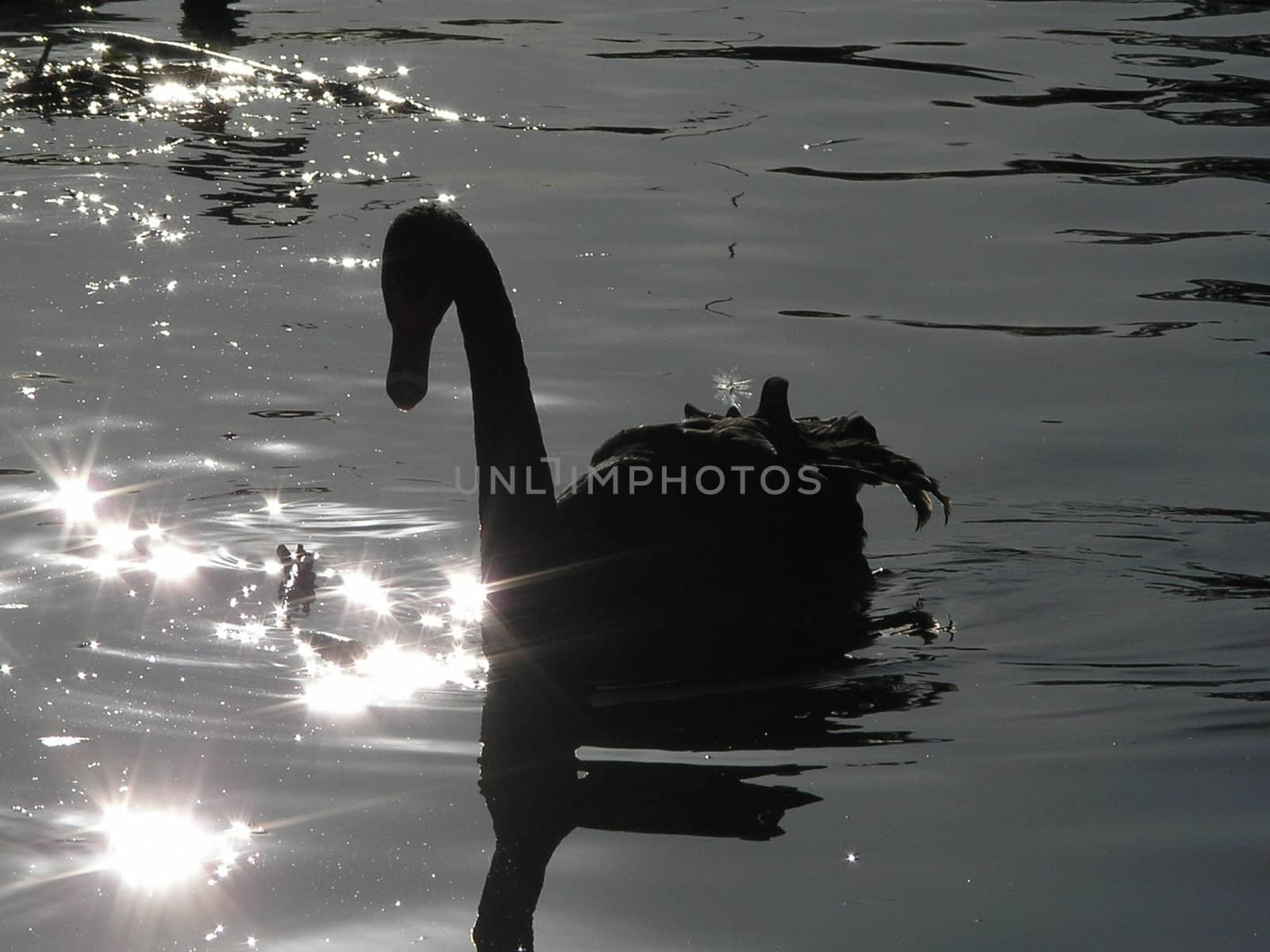 black swan by mitek55