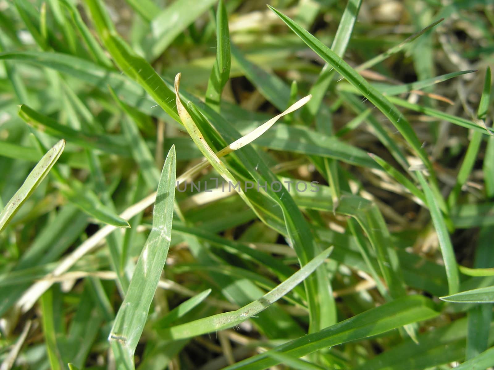 green grass by mitek55