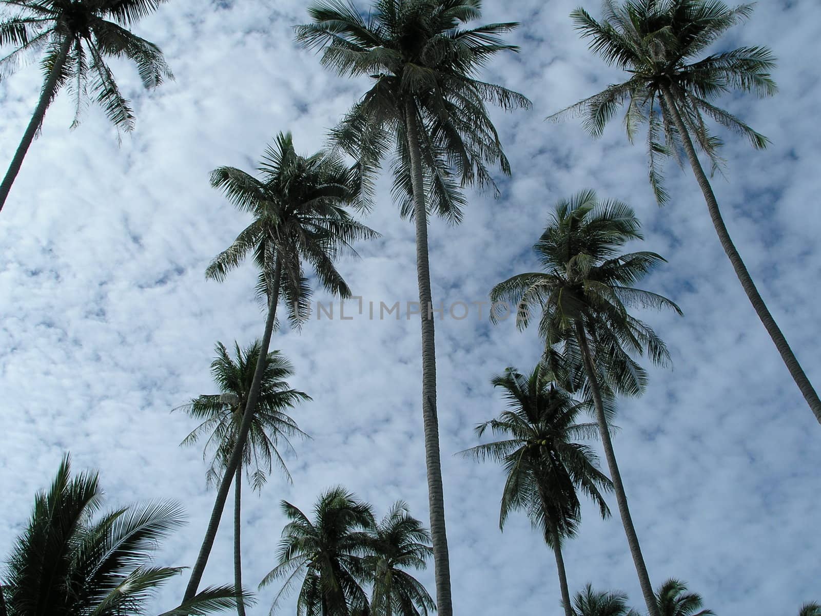 palms and clouds by mitek55