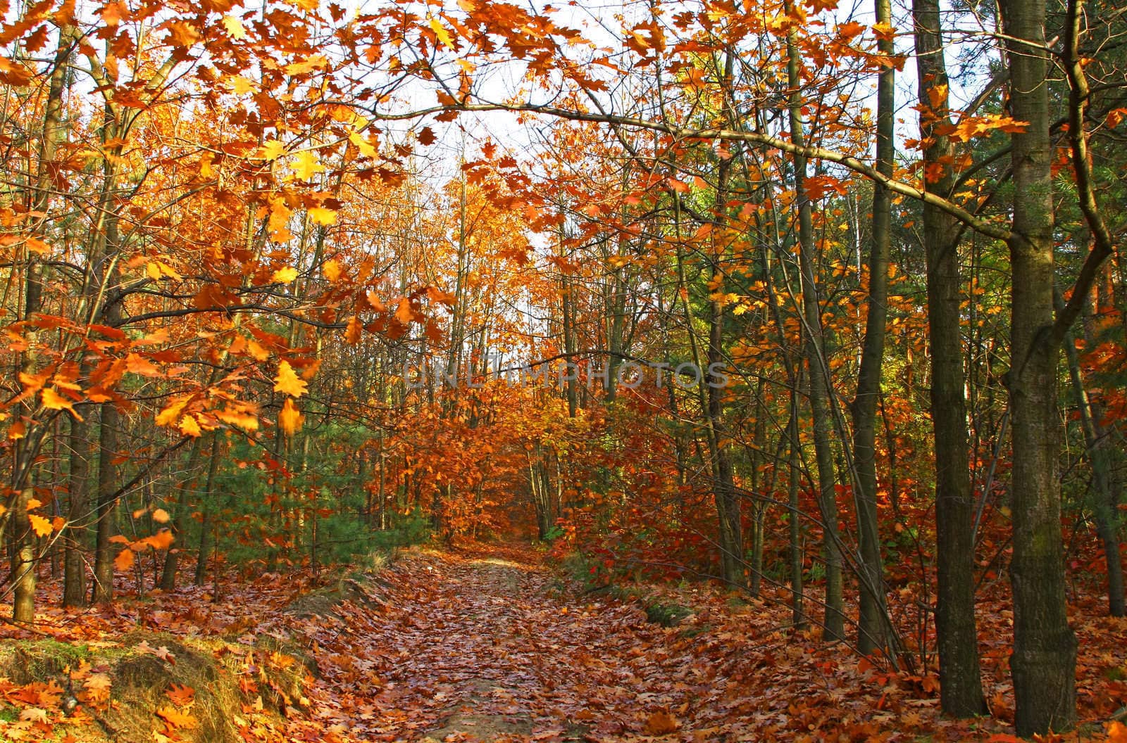 Autumn colourful field among trees