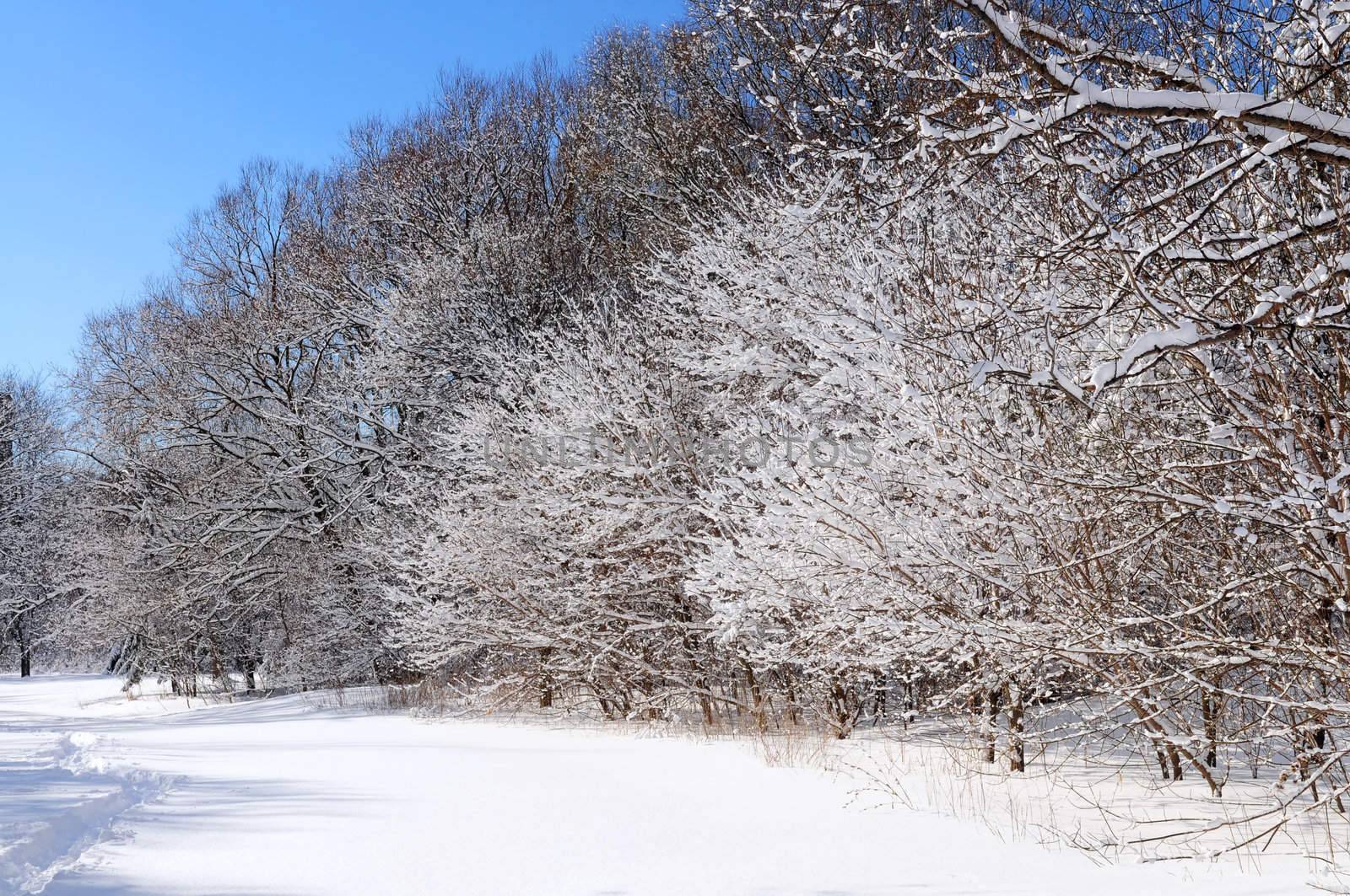 Winter landscape of a sunny forest covered with snow