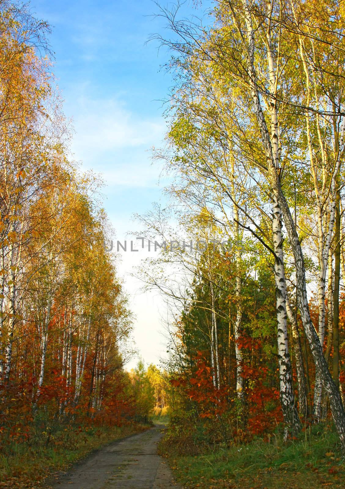 Colorful park alley in autumn