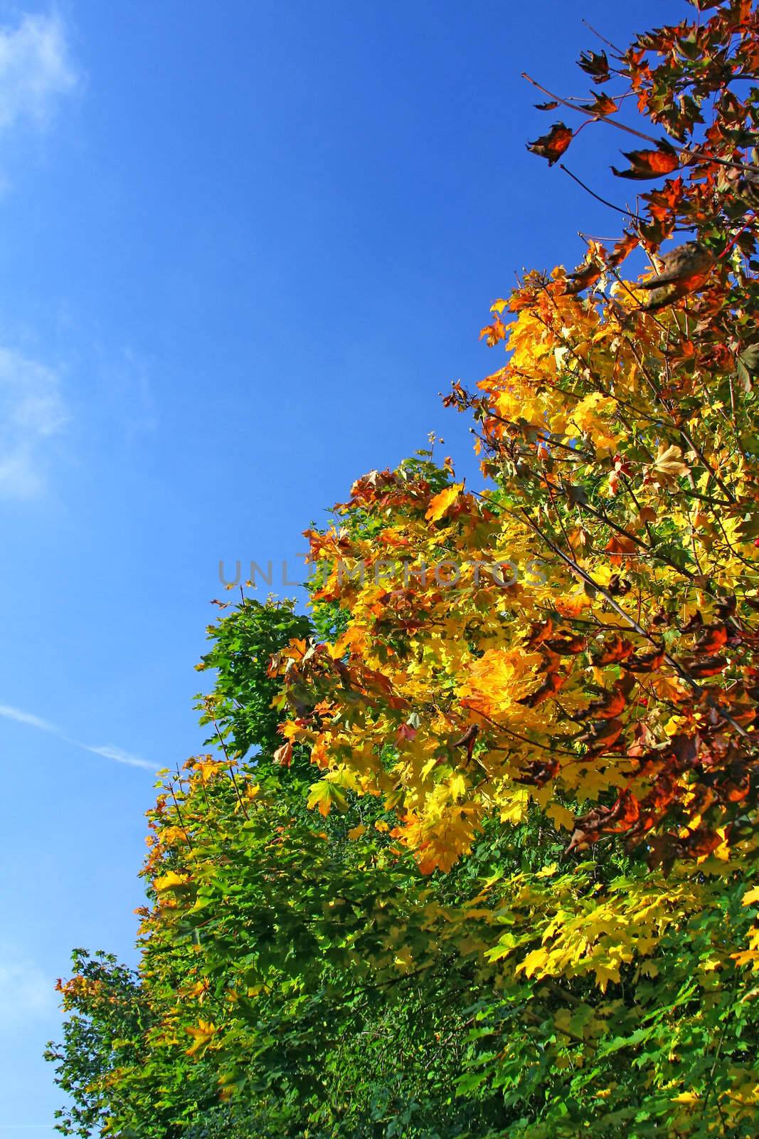 Autumn park - Brilliance Autumn Tree