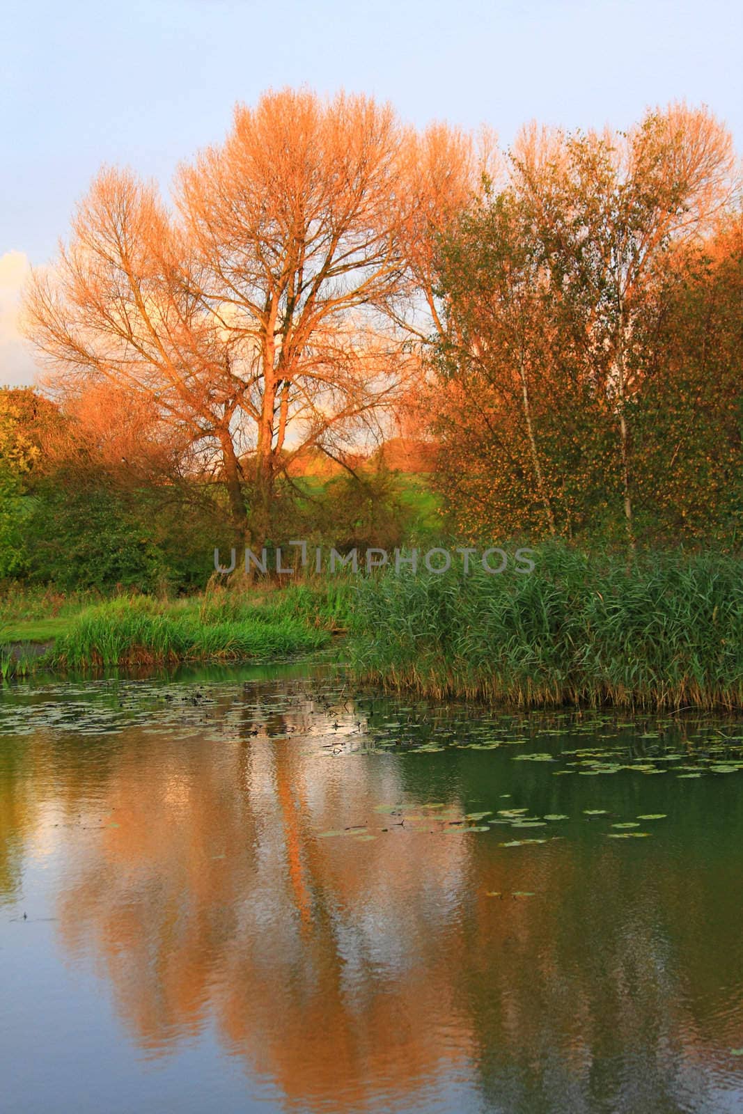 Sunny Tree - Picturesque autumn landscape of lake and bright trees