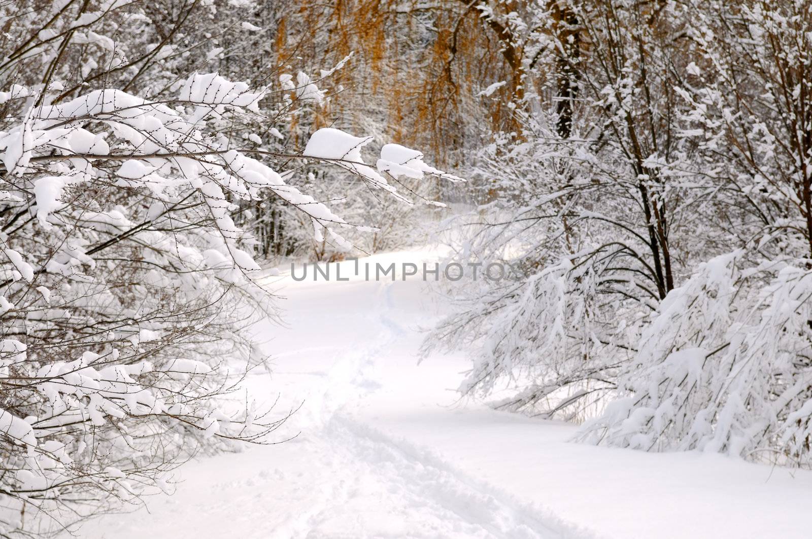 Path in winter forest after a snowfall