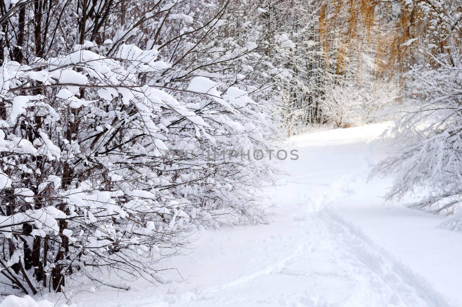 Path in winter forest after a snowfall