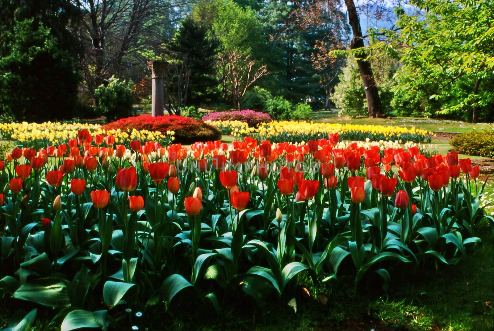 Tulips in Italian botanical garden