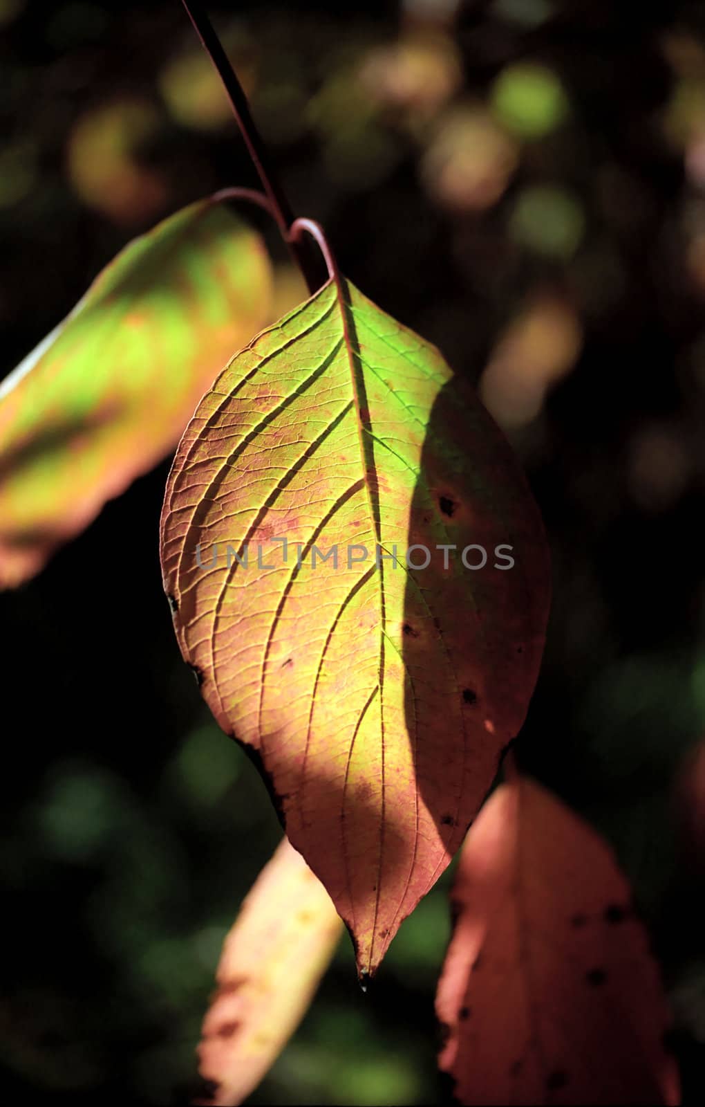 Leaf of autumn tree in soft sunlight