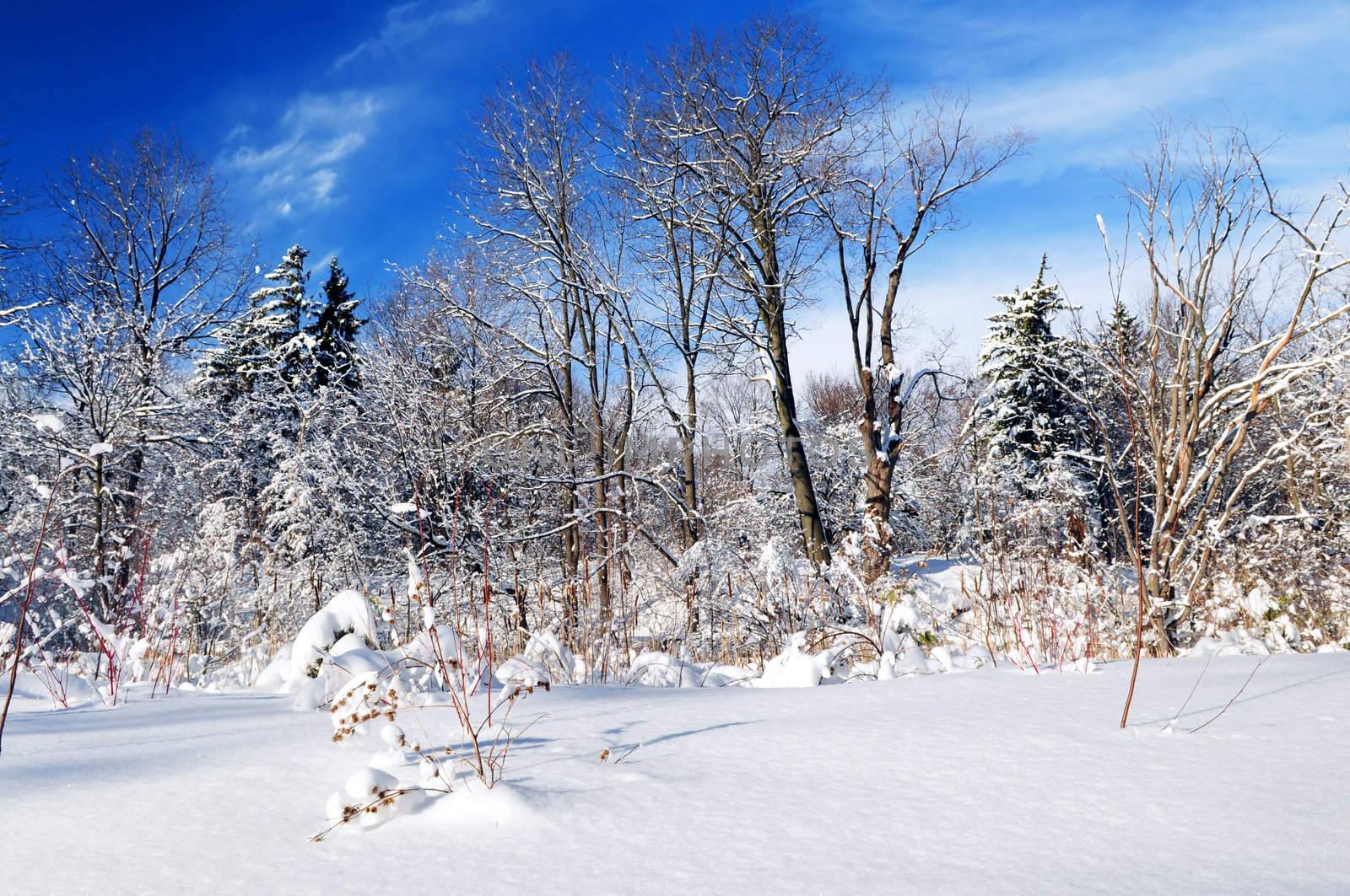 Winter landscape of a sunny forest after a heavy snowfall