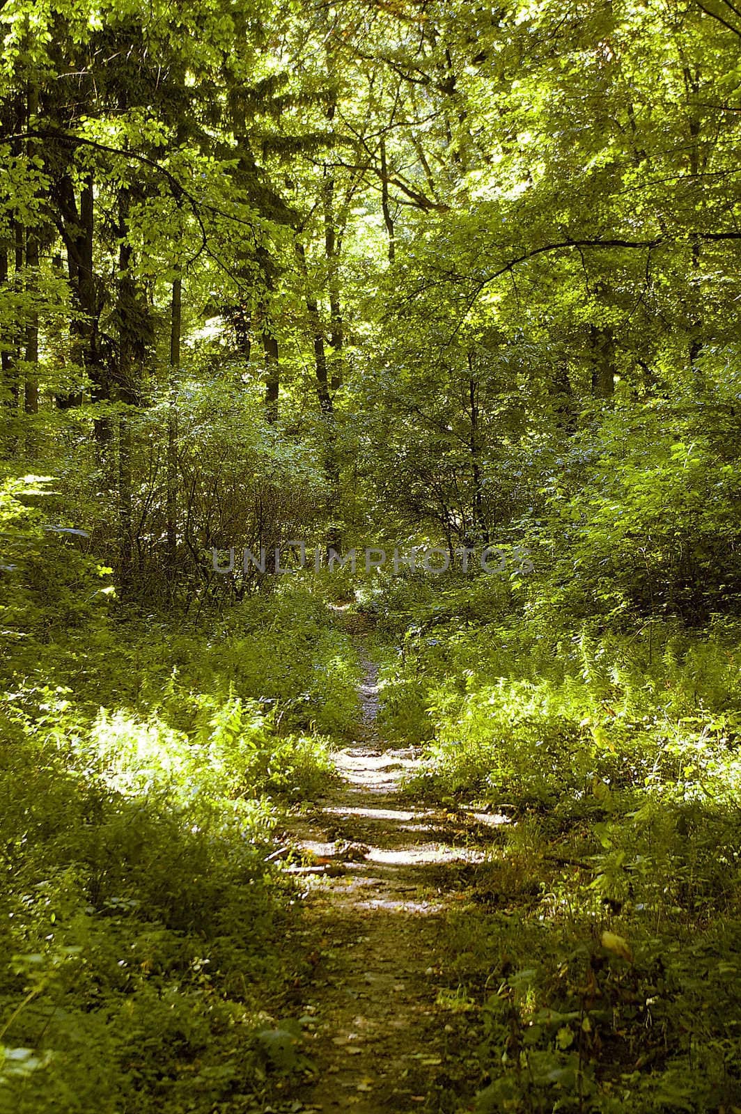 Forest path by jol66