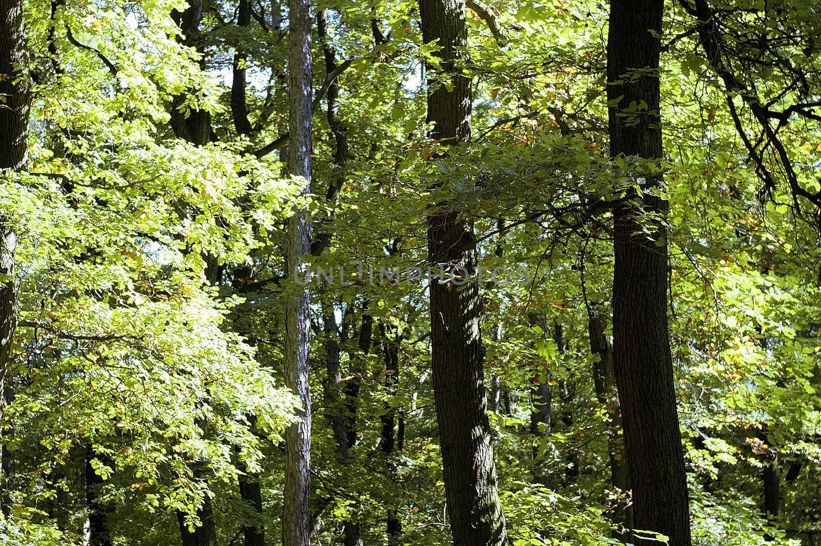 Sun shining on leaves in forest