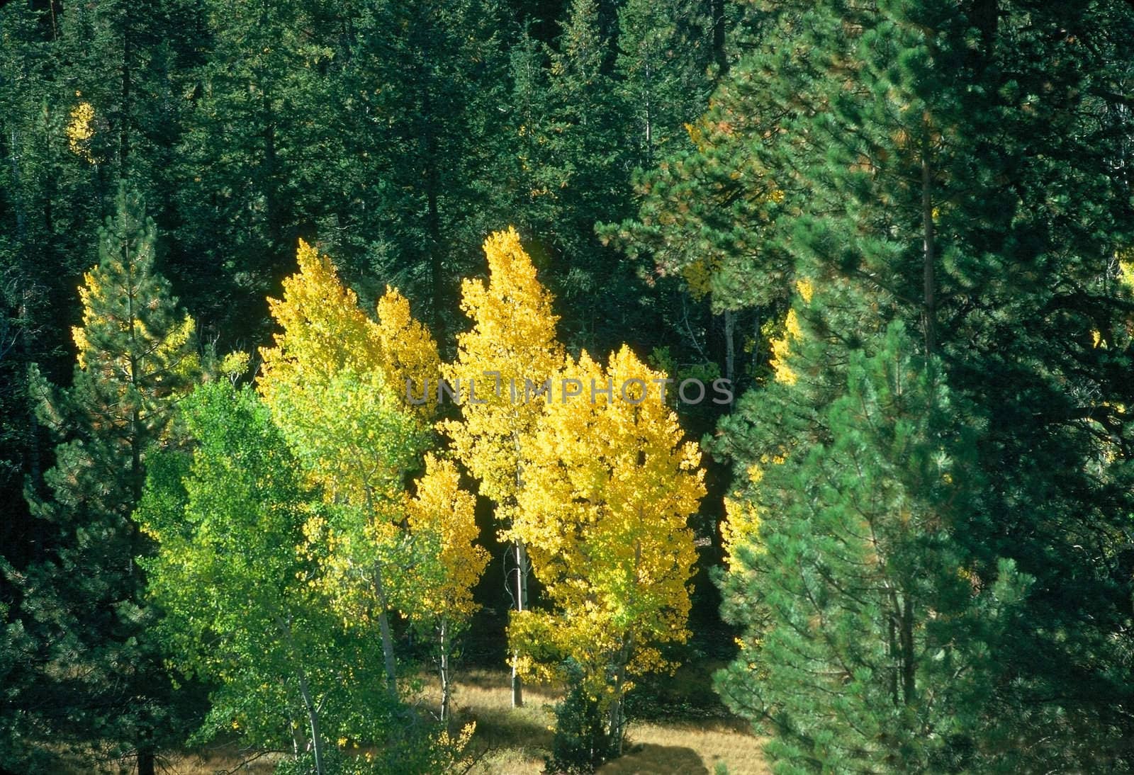 Colorfull forest in autumn