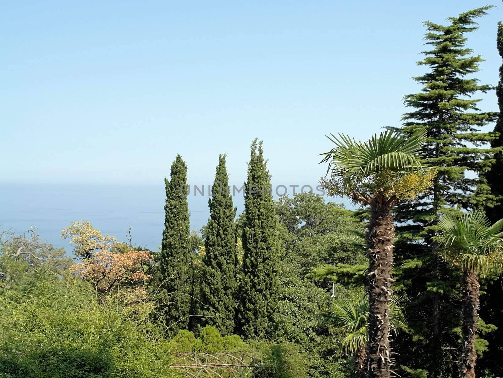 Thuyas. Three coniferous tree with sea and sky at background.