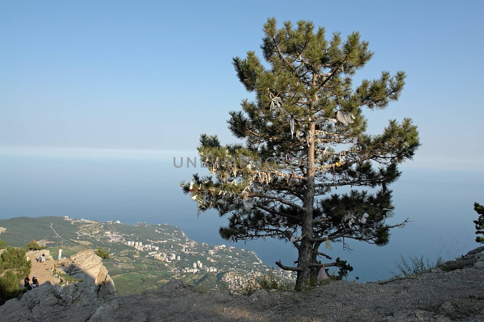 Tree at the mountain peak with sea and sky at background