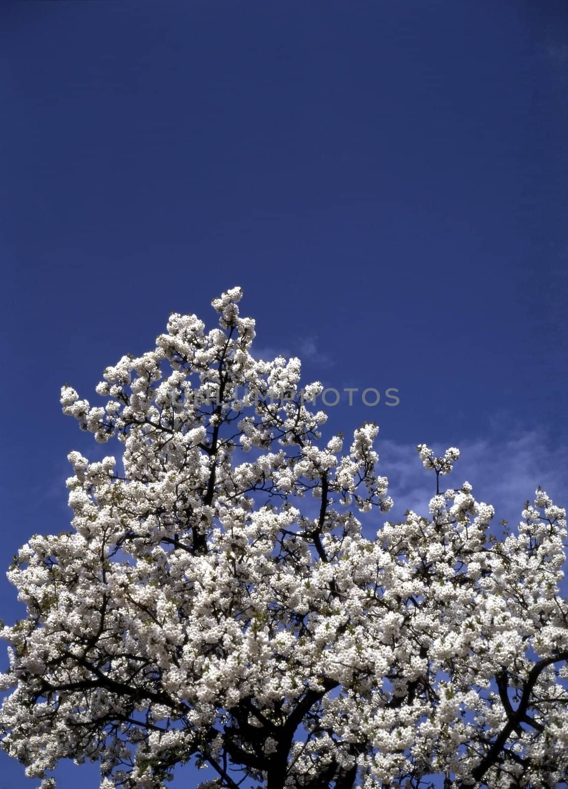 Blooming tree on Spring
