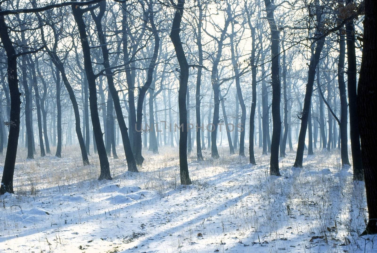Forest in winter with sun shining