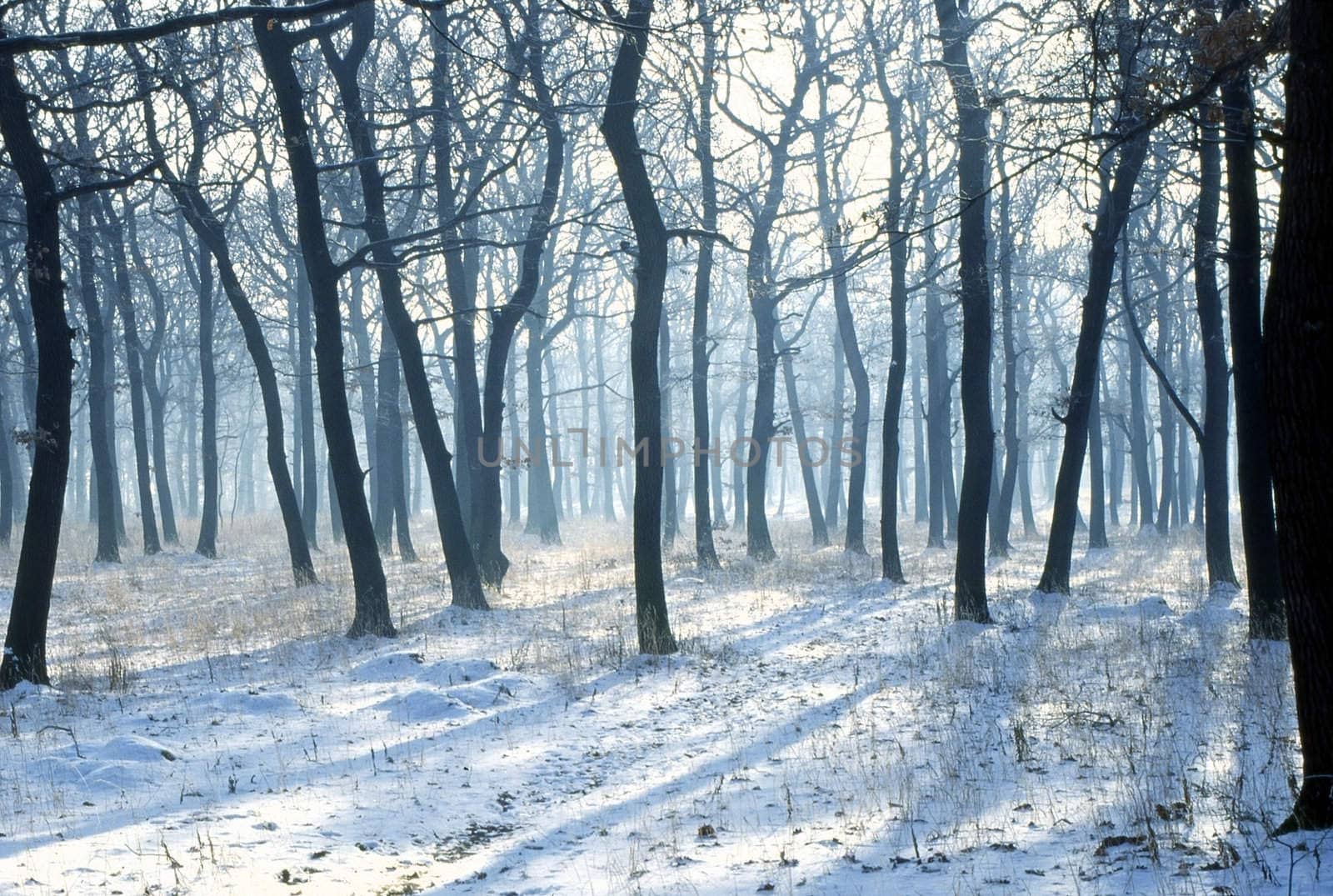 Forest in winter with sun shining